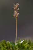 Kleine Keverorchis - Lesser Twayblade - Neottia cordata