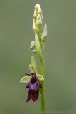 Vliegenorchis - Fly Orchid - Ophrys insectifera