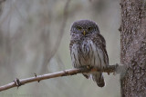 Dwerguil - Eurasian Pygmy-Owl - Glaucidium passerinum