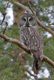 Laplanduil - Great Grey Owl - Strix nebulosa