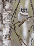  Sperweruil / Northern Hawk Owl
