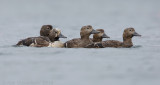 Stellers Eider - Stellers Eider - Polysticta stelleri