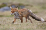 Rode Vos - Red Fox - Vulpes vulpes