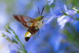 Glasvleugelpijlstaart - Broad-bordered Bee Hawk-moth - Hemaris fuciformis