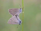 Pimpernelblauwtje - Scarce Large Blue - Phengaris teleius