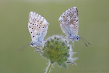Bleek Blauwtje - Chalkhill Blue - Polyommatus coridon