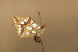 Kleine Parelmoervlinder - Queen of Spain Fritillary - Issoria lathonia