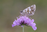 Groot Spikkeldikkopje - Large Grizzled Skipper - Pyrgus alveus