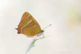 Sleedoornpage - Brown Hairstreak - Thecla betulae