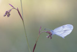 Boswitje - Wood White - Leptidae sinapis