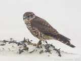 Smelleken - Merlin - Falco columbarius