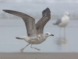 Pontische Meeuw - Caspian Gull - Larus cachinnans