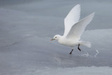 Ivoormeeuw - Ivory Gull - Pagophila eburnea