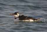 Zeekoet - Common Murre (Guillemot) - Uria aalge