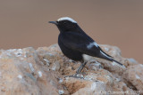 Witkruintapuit - White-crowned Wheatear - Oenanthe leucopyga