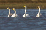 Wilde Zwaan - Whooper Swan - Cygnus cygnus