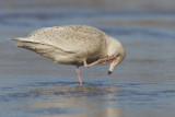 Grote Burgemeester - Glaucous Gull - Larus hyperboreus