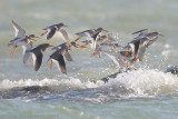 Tureluur - Common Redshank - Tringa totanus