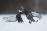 Korhoen - Black Grouse - Tetrao tetrix