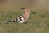 Hop - Eurasian Hoopoe - Upupa epops