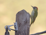 Levaillants Specht - Levaillant’s Woodpecker 