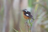 Diadeemroodstaart - Moussiers Redstart - Phoenicurus moussieri