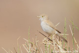 Afrikaanse Woestijngrasmus - African Desert Warbler - Sylvia desertie