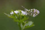 Oranjetipje - Orange Tip - Anthocharis cardamine