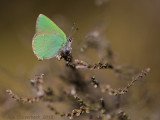 Groentje - Green Hairstreak - Callophrys rubi