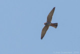 Roodpootvalk / Red-footed Falcon 