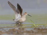Steltstrandloper - Stilt Sandpiper - Calidris himantopus 