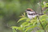 Roodkopklauwier - Woodchat Shrike - Lanius senator