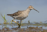 Steltstrandloper - Stilt Sandpiper - Calidris himantopus