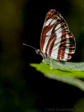 Lathyruszwever - Common Glider - Neptis sappho