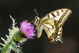 Koninginnenpage - Swallowtail - Papilio machaon 