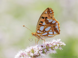 Kleine Parelmoervlinder - Queen of Spain Fritillary - Issoria lathonia