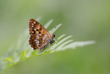 Sleutelbloemvlinder - Duke of Burgundy - Hamearis lucina