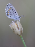 Oostelijk Tijmblauwtje - Eastern Baton Blue - Pseudophilotes vicrama