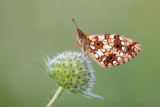 Zilveren Maan - Small Pearl-bordered Fritillary - Boloria selene