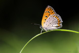 Grote Vuurvlinder - Large Copper - Lycaena dispar