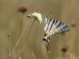 Koningspage - Scarce Swallowtail - Iphiclides podalirius