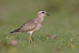 Morinelplevier - Eurasian Dotterel - Charadrius morinellus