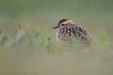 Morinelplevier - Eurasian Dotterel - Charadrius morinellus