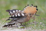 Hop - Eurasian Hoopoe - Upupa epops
