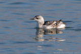 Zwarte Zeekoet - Black Guillemot - Cepphus grylle