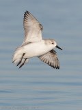 Drieteenstrandloper - Sanderling - Calidris alba