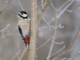 Grote Bonte Specht /Great Spotted Woodpecker