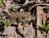 Baby Toad