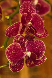 an orchid rememberance