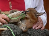 Great Memory - Baby Caracal